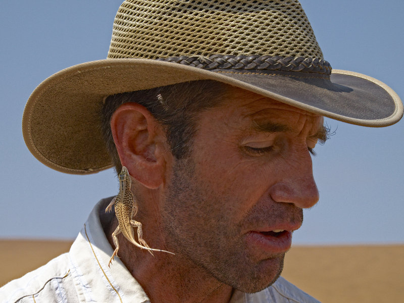 Swakopmund, Shovel Snouted Lizard